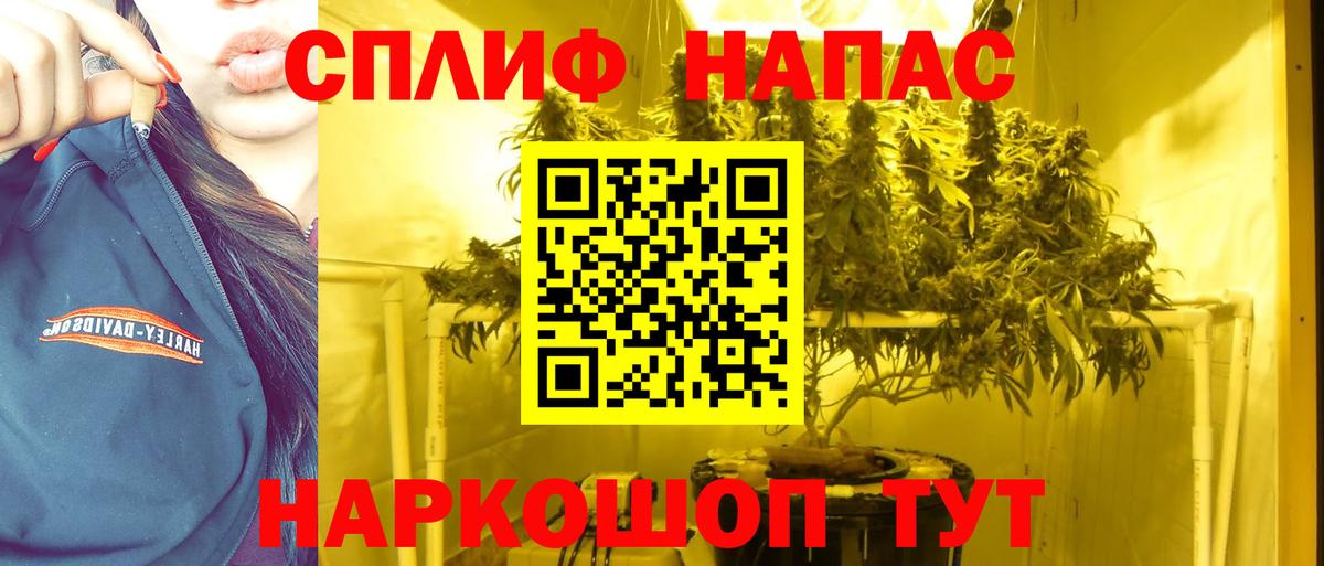 Конопля сатива Елизово